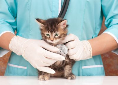 Cat Health Insurance, Cat Insurance, Montana