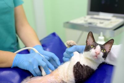 Coverage to Pay for Veterinarian Visits