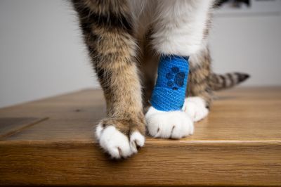 Feline Health Insurance Plans