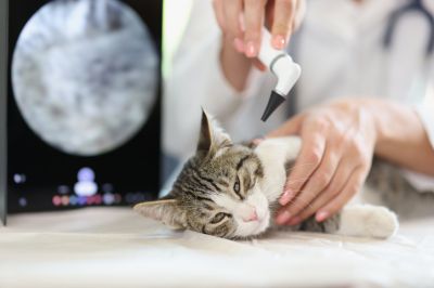 Cat and Kitten Health Insurance Coverage