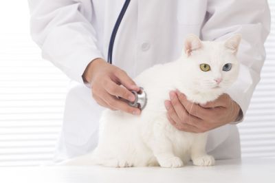 Many Health Plan Options Available for Cat Owners